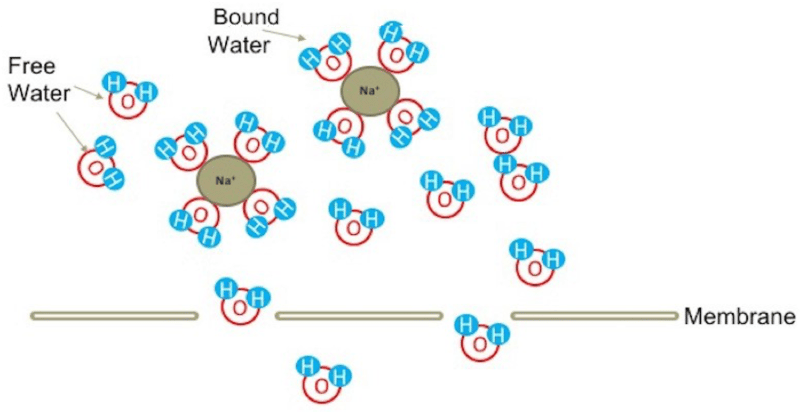 Diagram showing free water and bound water movement across a membrane