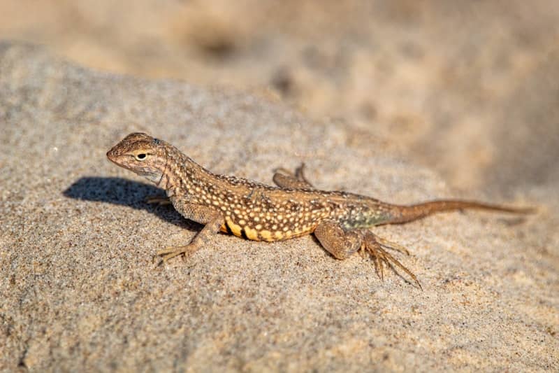 Why do lizards do pushups?