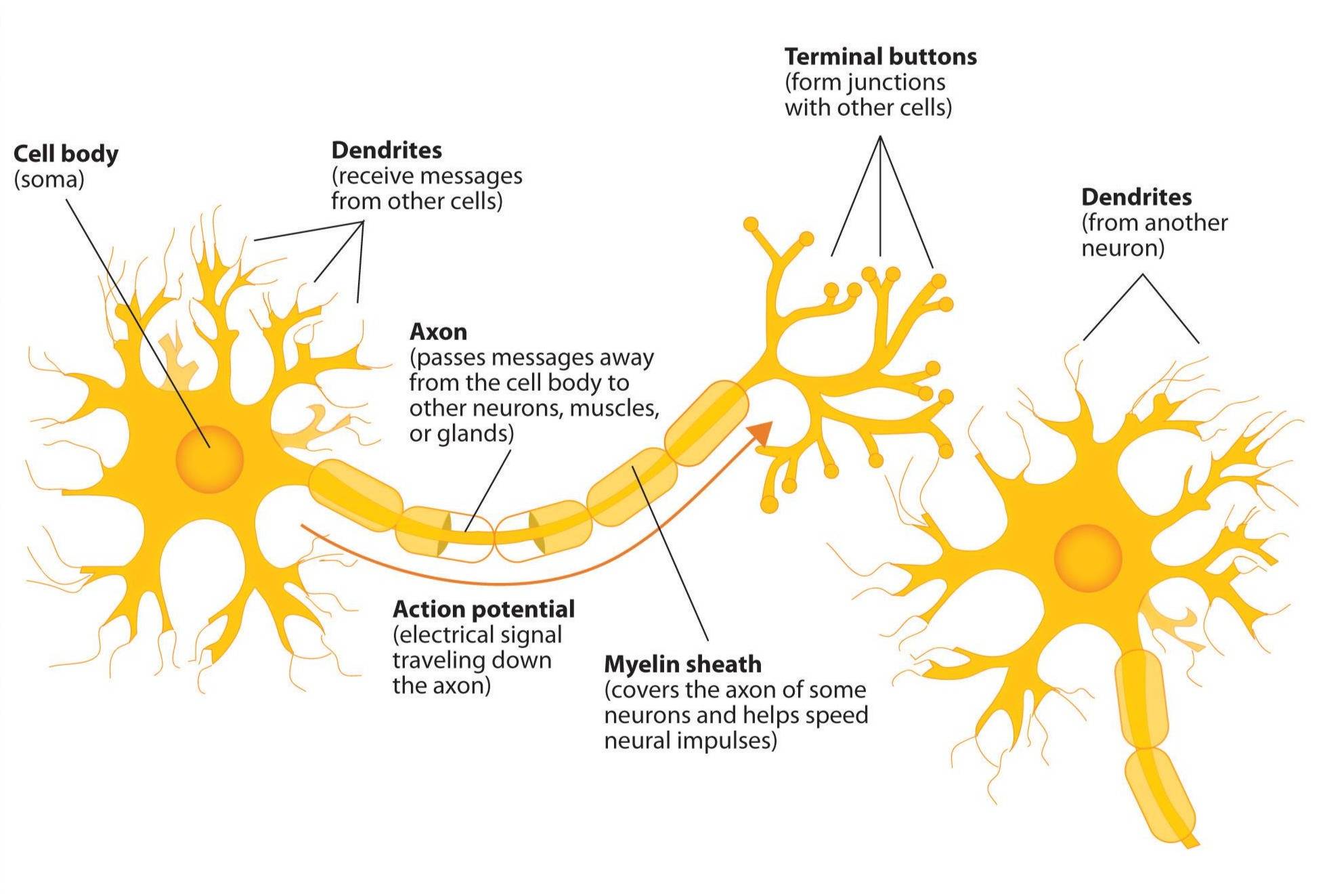 Diagram showing the components of a neuron, including dendrites and axon. 