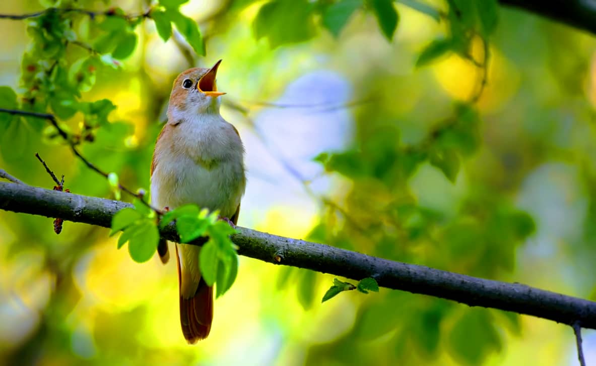 brown bird singing on a tree