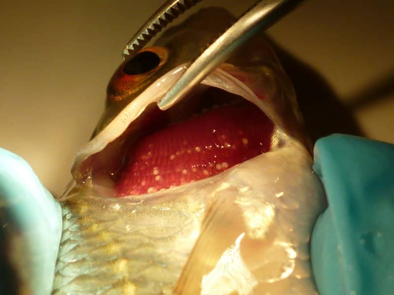 A freshwater fish (loach) with thick shelled river mussel larvae attached to its gils.