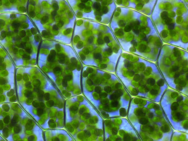 This is a close-up image of plant cells with visible chloroplasts, found in a type of moss. 