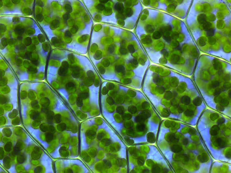 This is a close-up image of plant cells with visible chloroplasts, found in a type of moss.