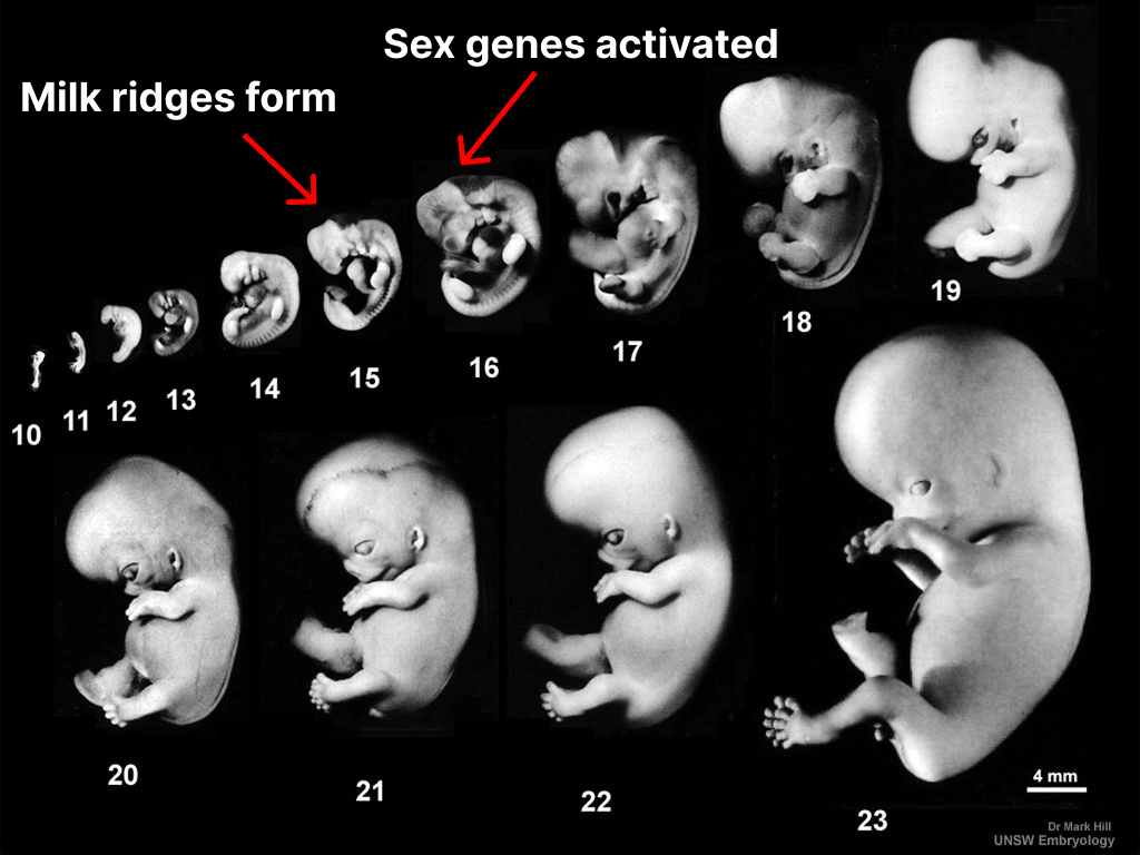 diagram showing human embryo stages 10-23 with milk ridge formation noted at 15 and sex gene activation at 16