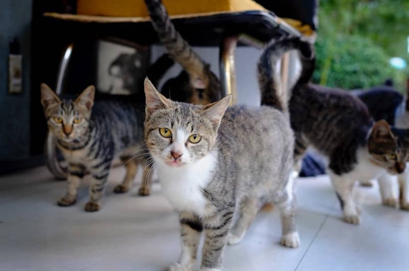 brown-and-white cats