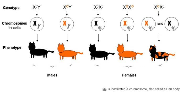 Diagram showing how the orange and black gene only appear on the X chromosome 