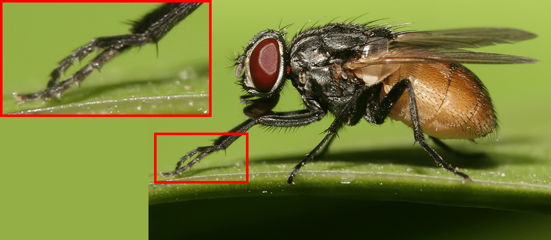 close up of a fly's leg hairs receptors