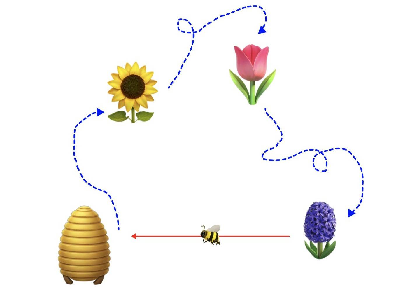 Diagram showing a bee's path from plant to plant and then making a straight shot back to the hive