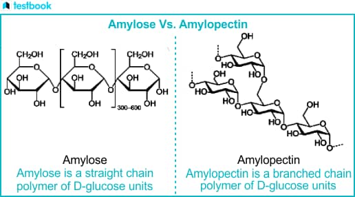 diagram comparing the chemical structure of amylose and amylopectin