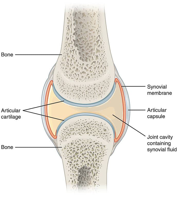 Anatomical diagram of a synovial joint