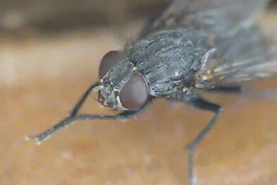 fly rubbing hands together