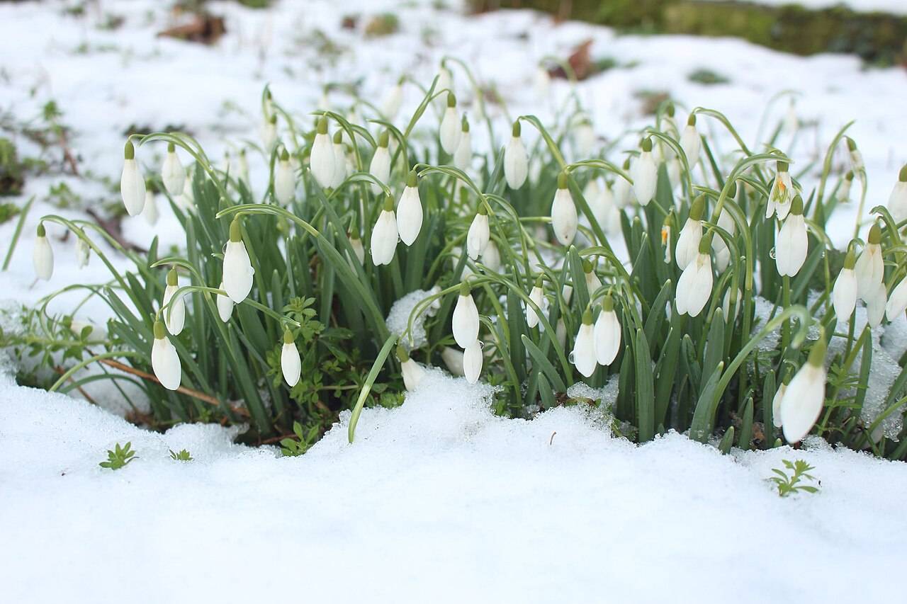 Snowdrops in snow