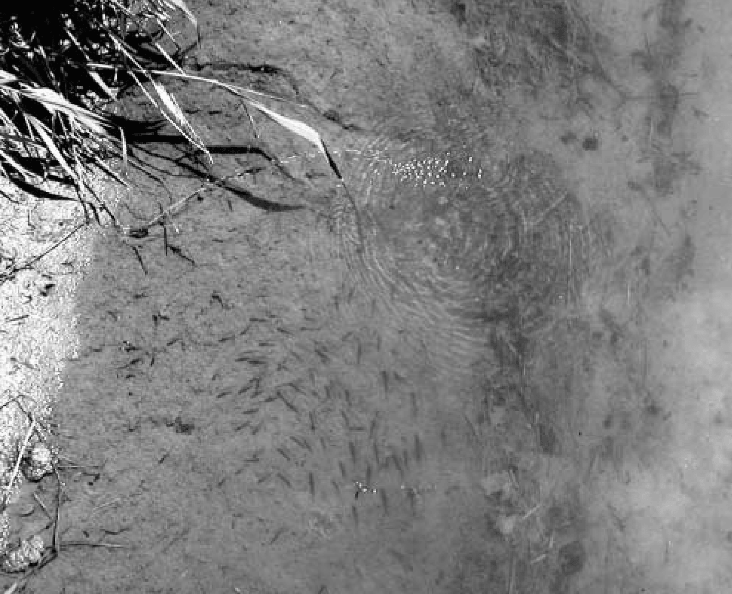 A thick shelled river mussel spurting into a river, with a school of host minnow fish downstream. 