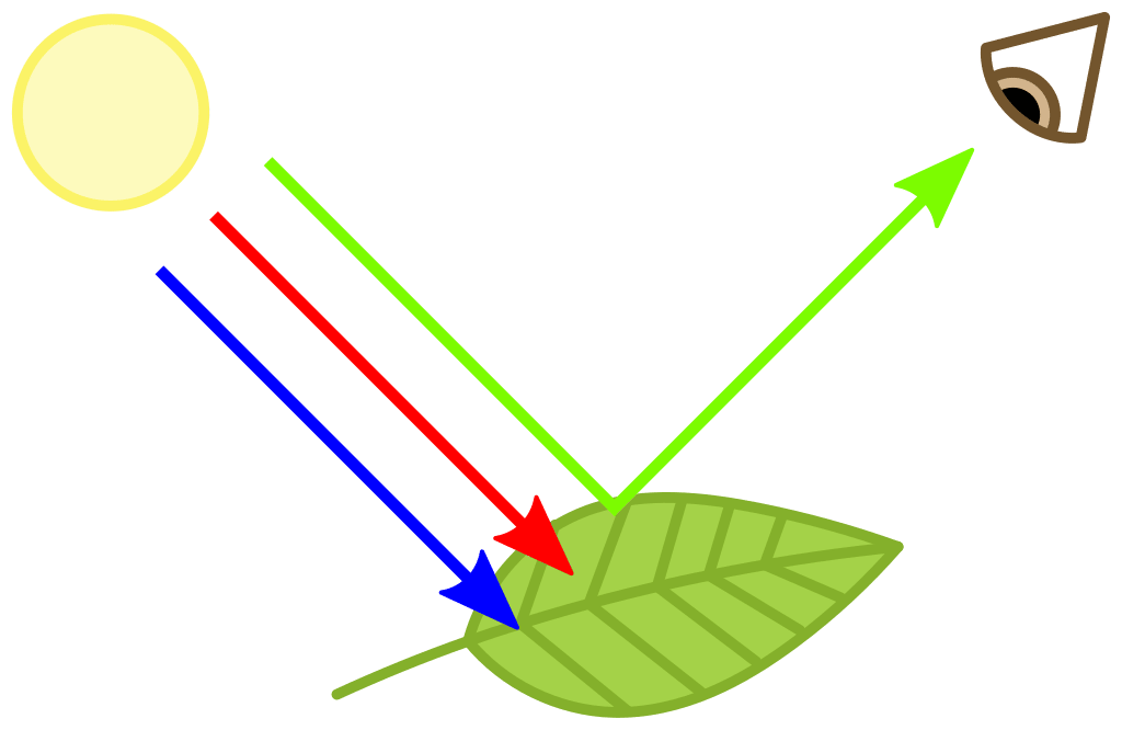 Chlorophyll absorbs red and blue, but reflects green light