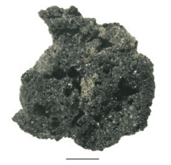 Close-up of one of the carbonized crumbs found at the site 
