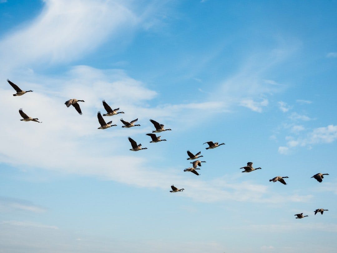 birds flying