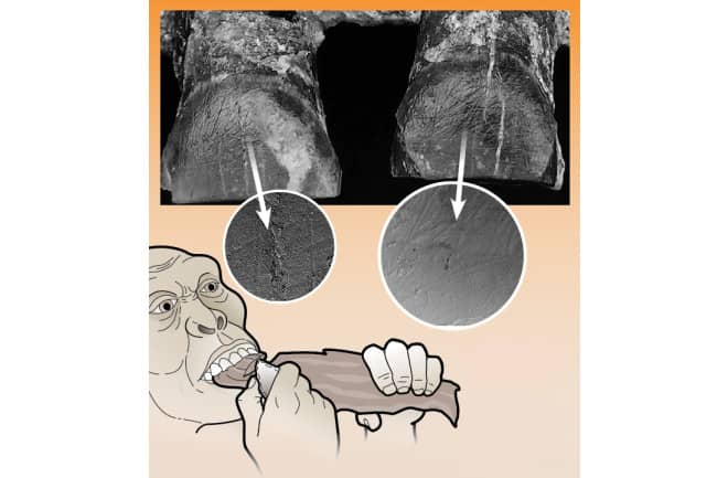 Drawing showing teeth marks on an early human, with an illustration showing how they may have hit their teeth with tools using their right hand