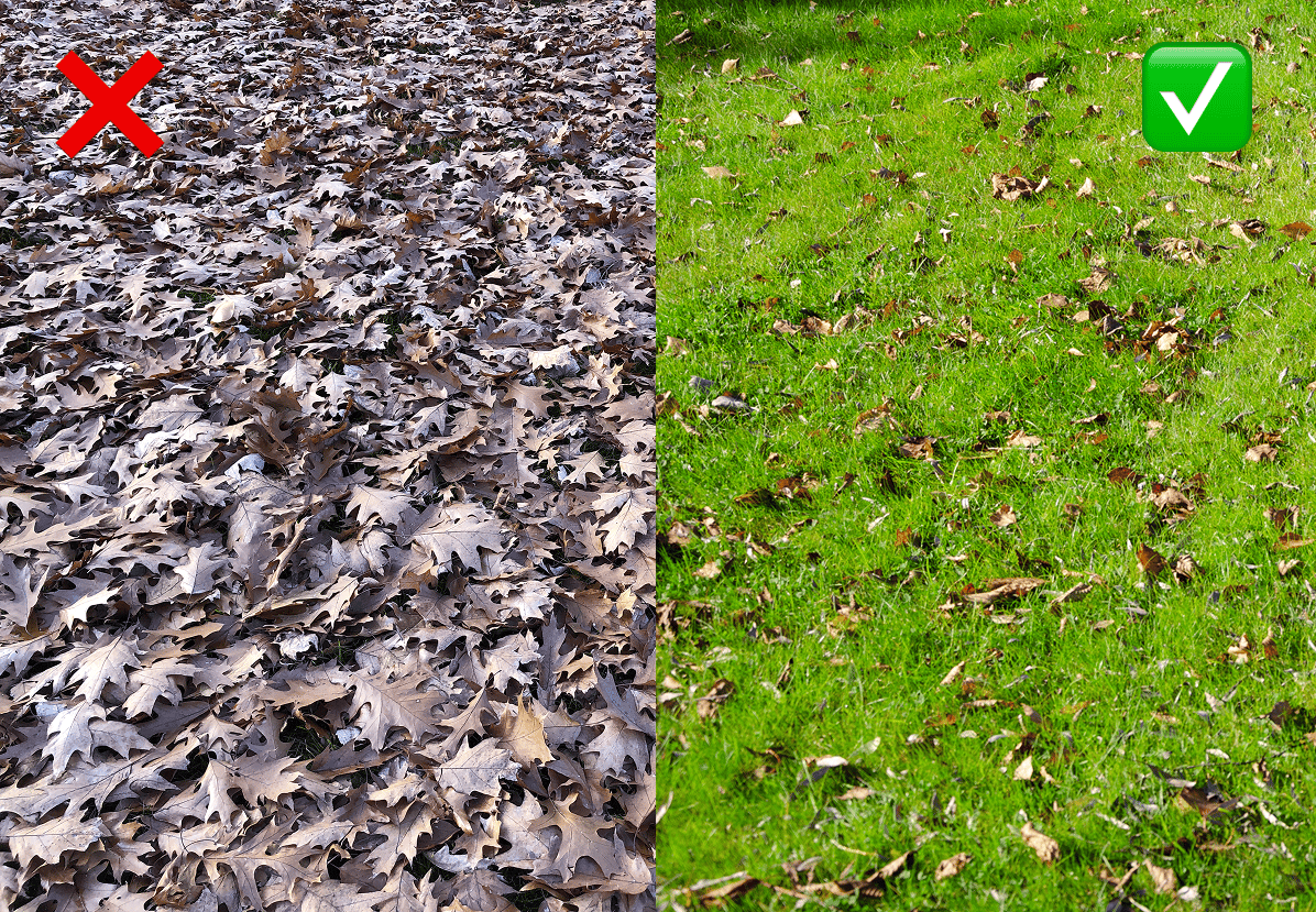 Left: Heavy piling of leaves 🚮. Right: Light piling of leaves on green grass ✅. 