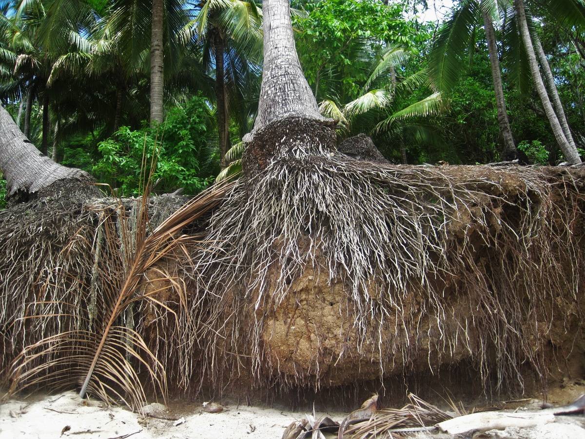 An exposed root network of a living palm in the sand, showing off its multitude of small roots