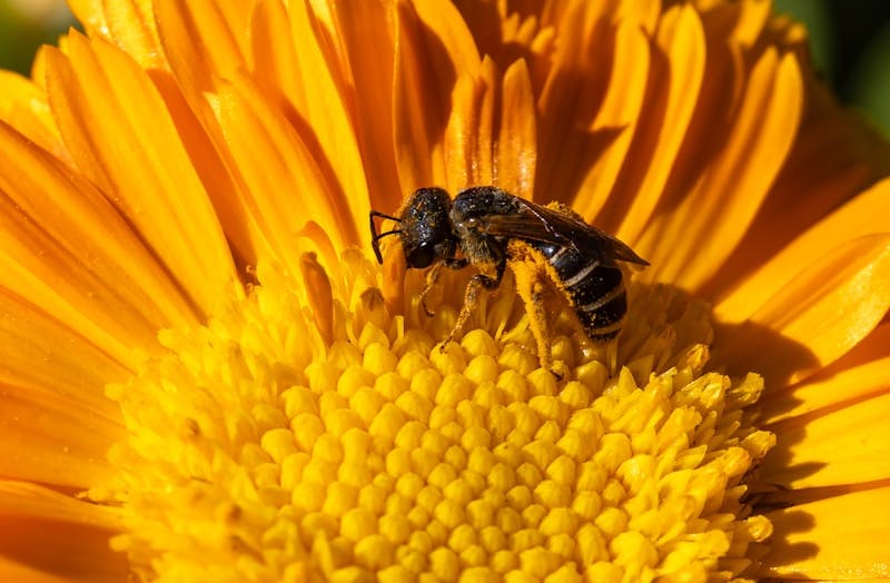 A bee is sitting on a yellow flower