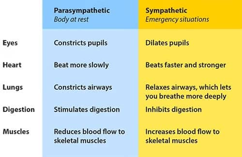 A table compares the parasympathetic (rest) and sympathetic (emergency) systems:  Parasympathetic: Constricts pupils and airways, slows heart, stimulates digestion, reduces muscle blood flow. Sympathetic: Dilates pupils, relaxes airways, speeds heart, inhibits digestion, increases muscle blood flow.