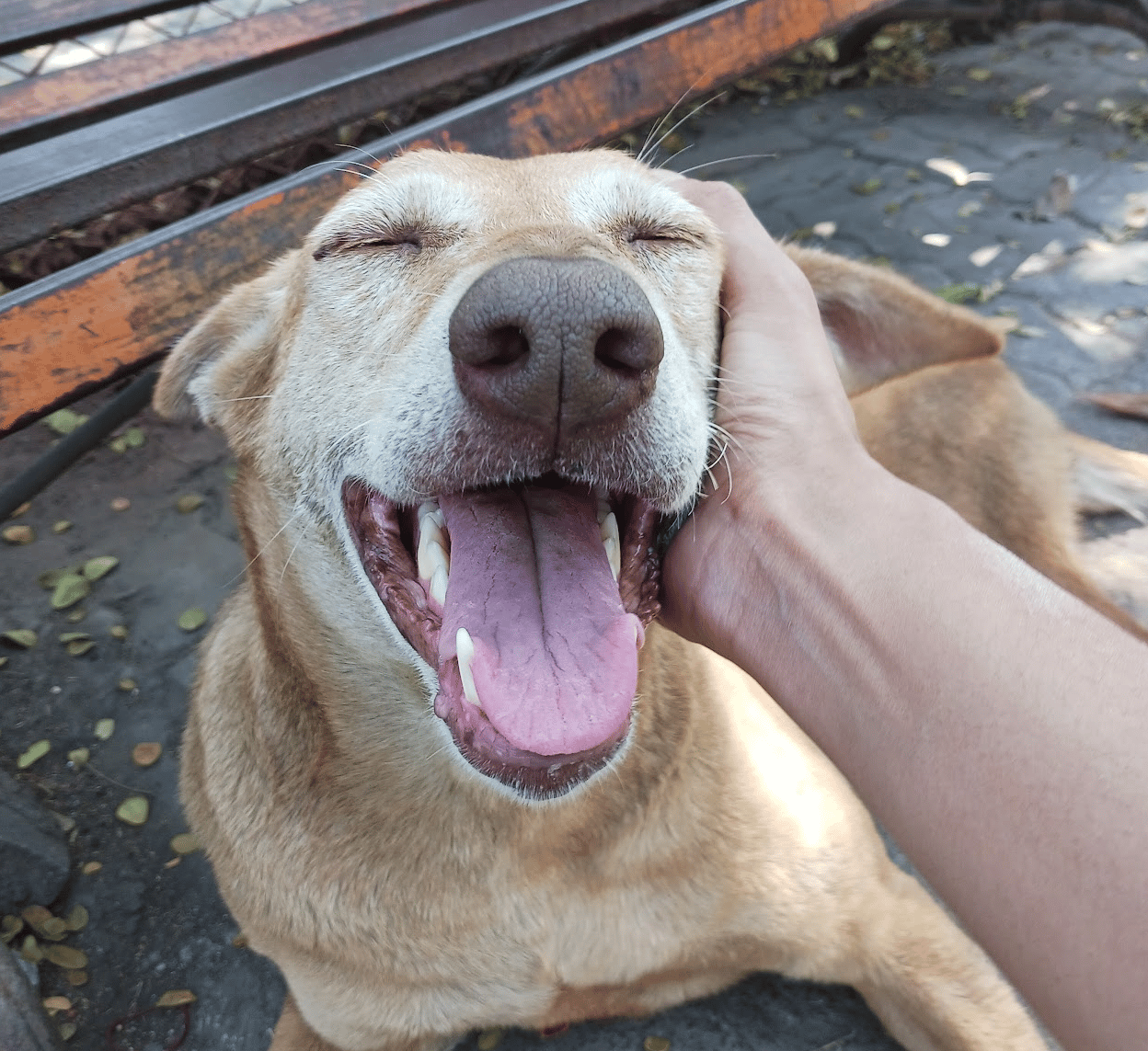 Happy dog getting a scratch. 