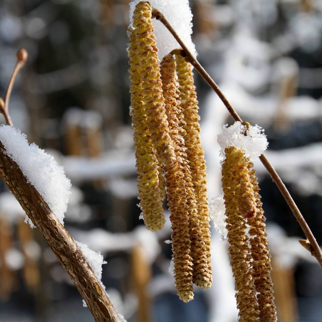 The male catkin of common hazel