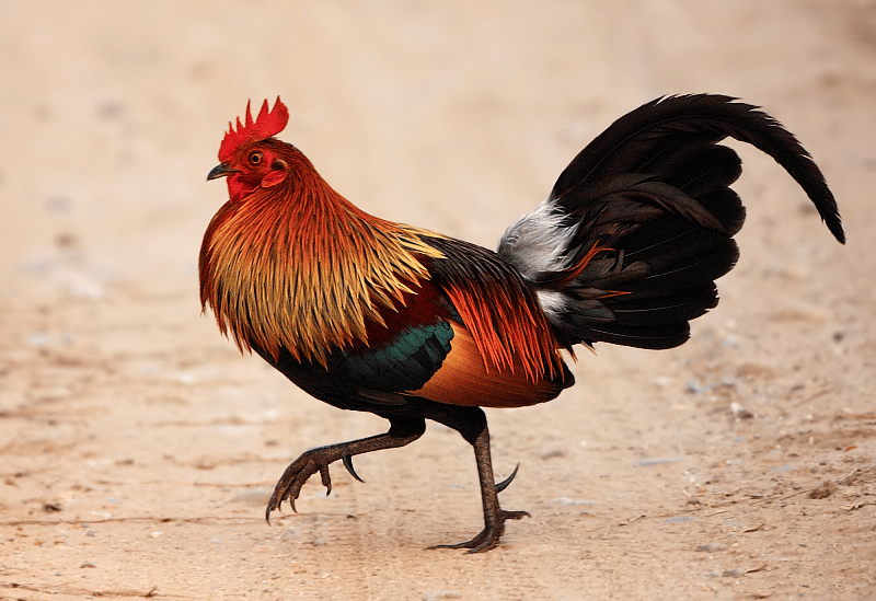 male wild jungle fowl