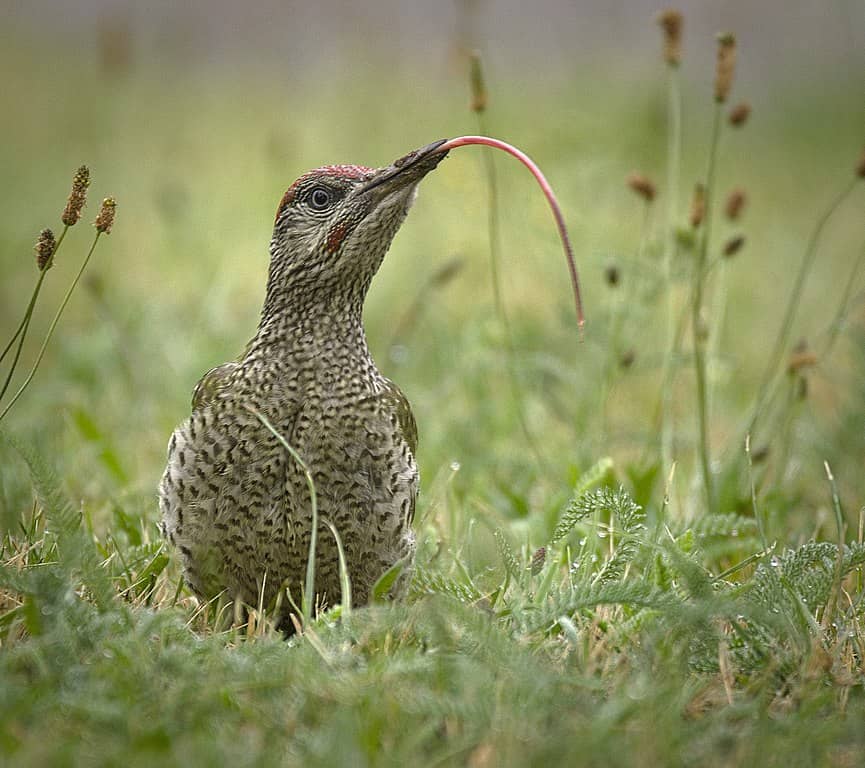 woodpecker sticking out its incredibly long tongue