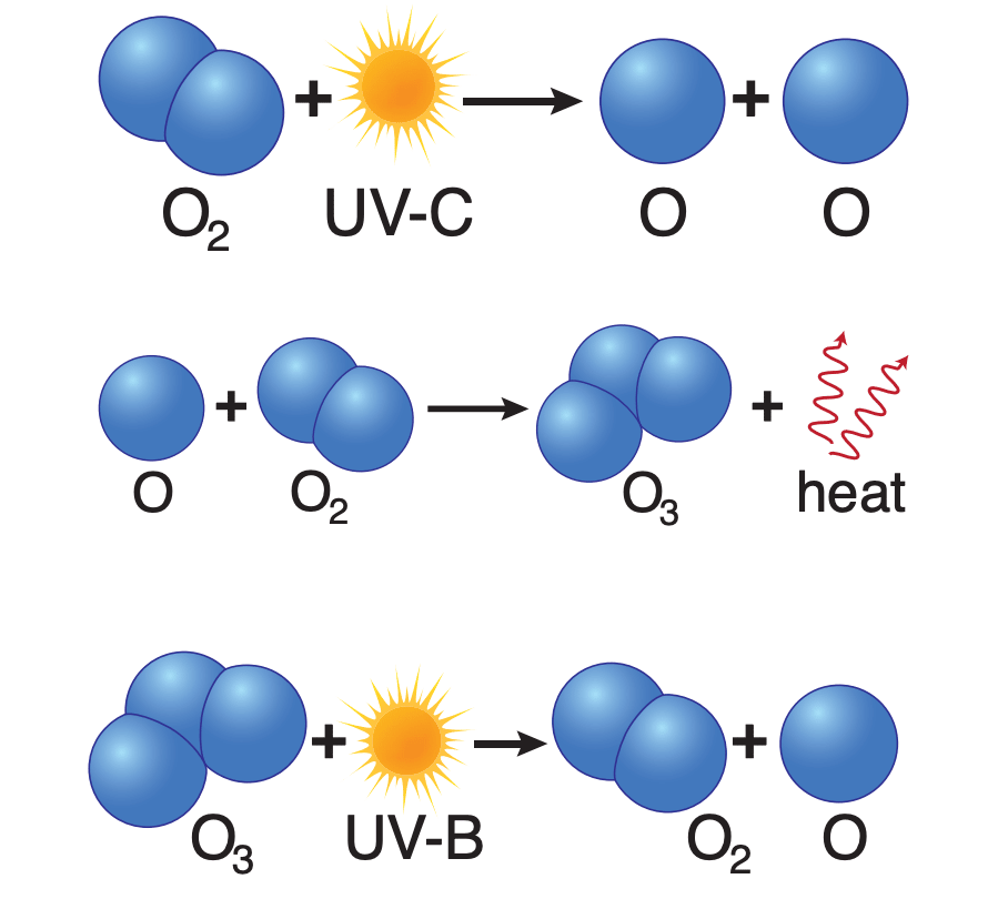 diagram showing The process by which UV rays and oxygen molecules continuously form and destroy ozone (O3)