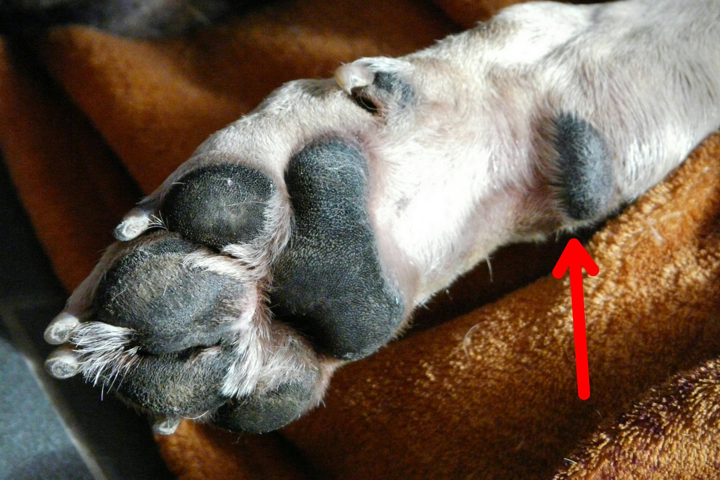 An image of a dog's paw with a red arrow pointing at the dog's carpal pad.