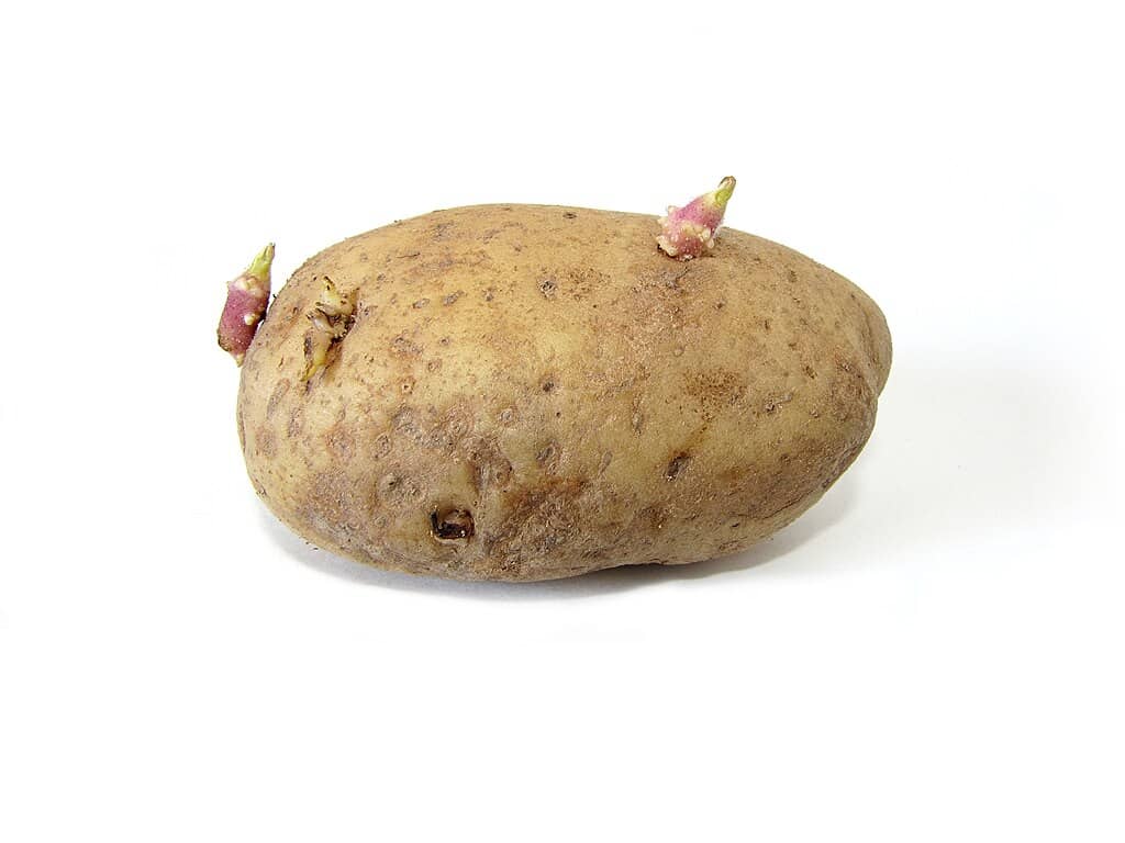 sprouting potato
