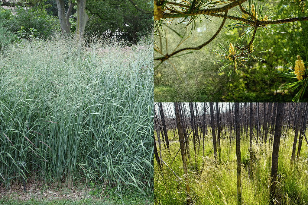 Grid showing wind pollinator plants 