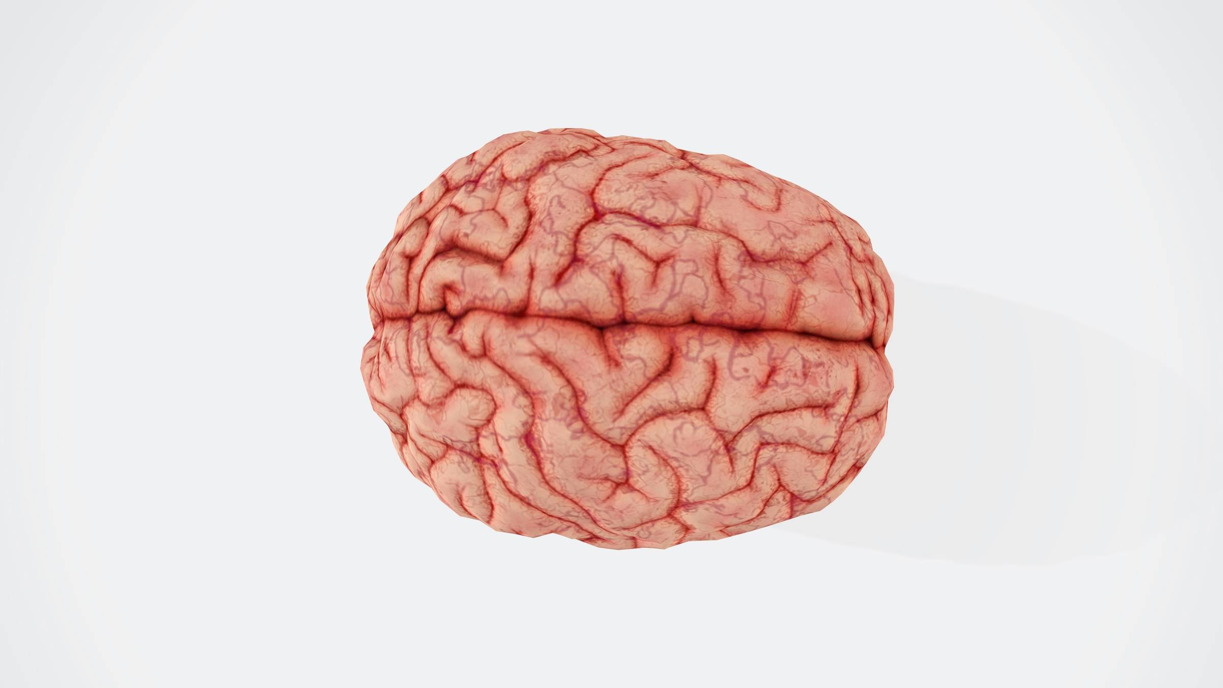 A view of a human brain from the top against a white background