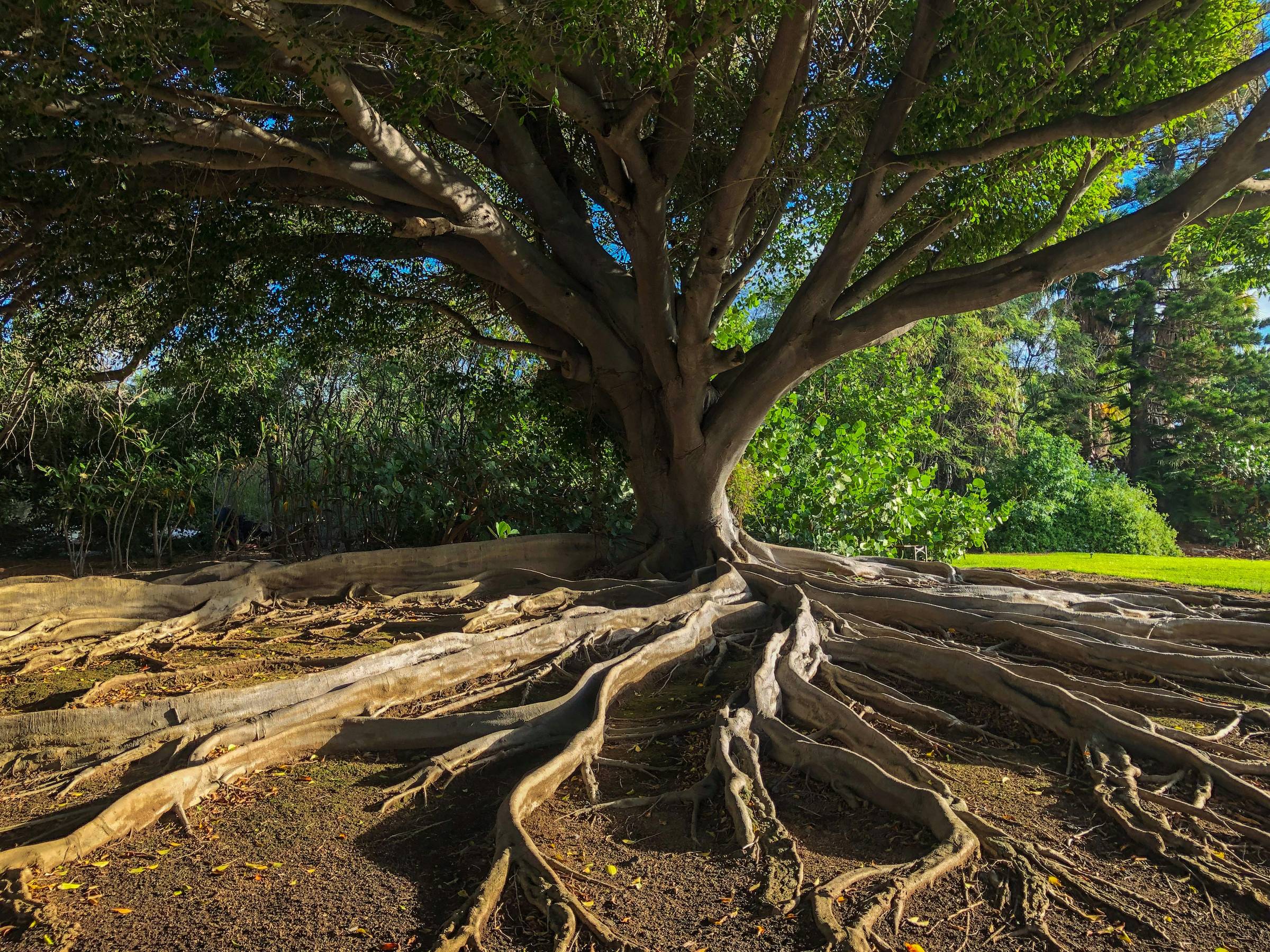 An image of a large tree with expose roots.