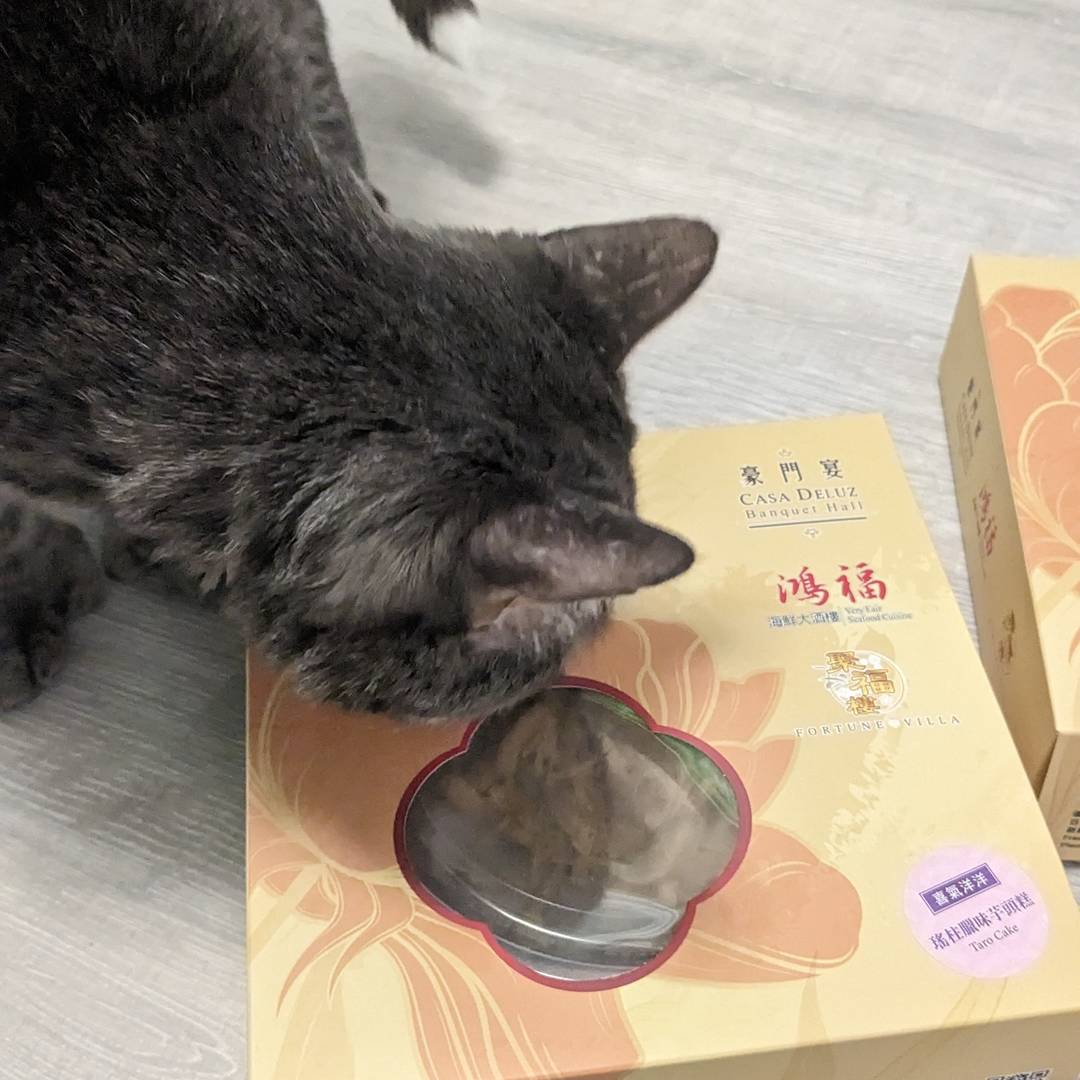 Grey tabby cat sniffing a yellow box containing taro cake
