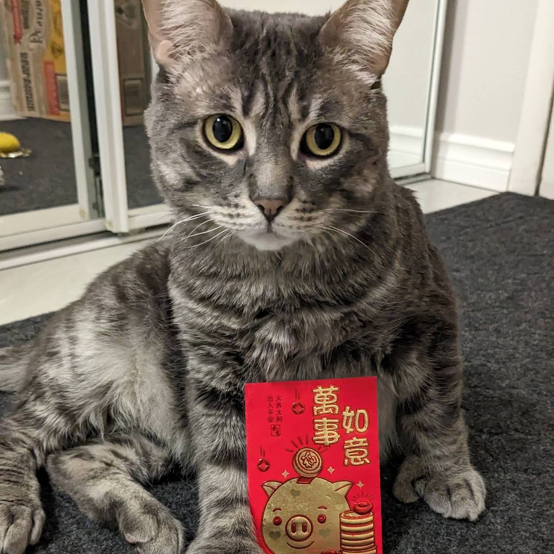 Grey tabby cat holding a red lai see envelope