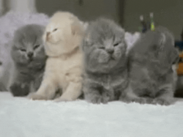 3 grey and 1 white kittens playing