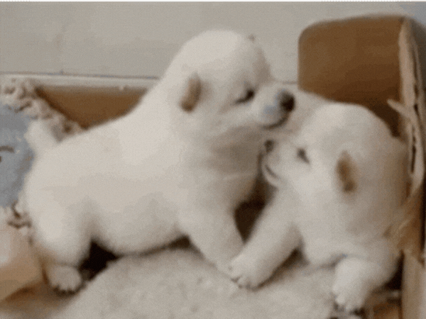 2 white puppies playing