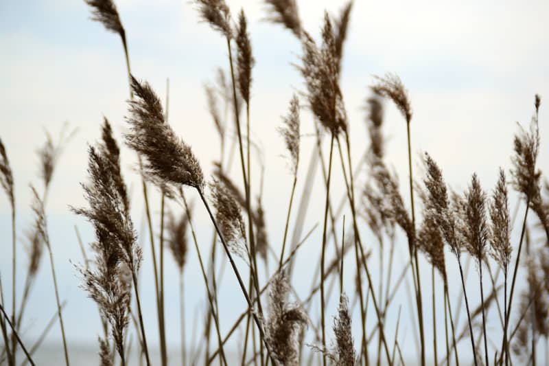 Tall dry reeds sway against a hazy sky