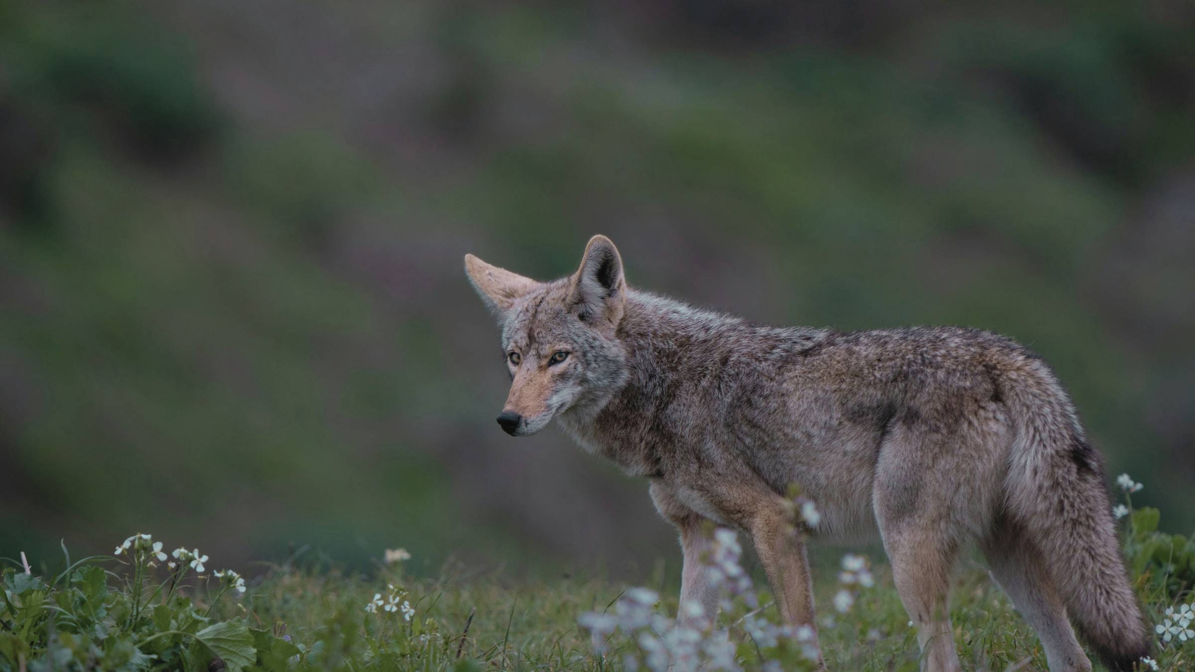 coyote in the wild