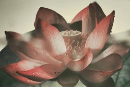 A lotus flower blooms gracefully in the water.