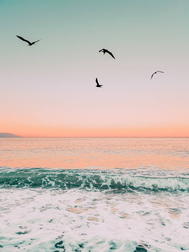 birds flying over the sea during sunset
