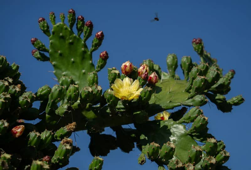 A yellow prickly pear cactus flower blooming on a green pad against blue sky