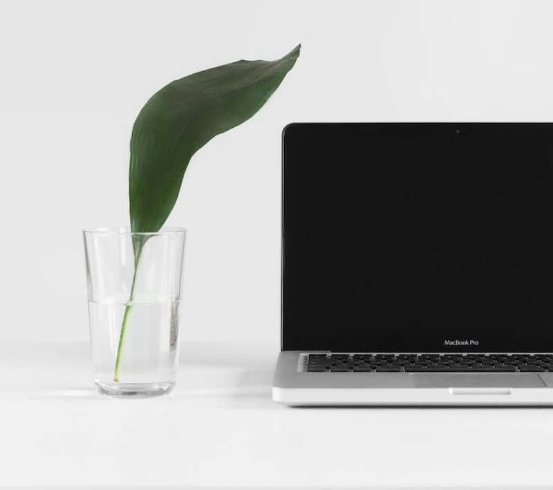 MacBook Pro beside plant in vase