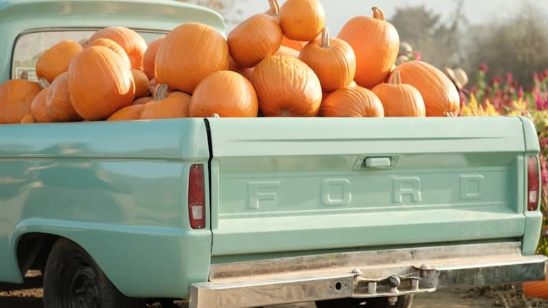 A light blue ford truck filled with pumpkins