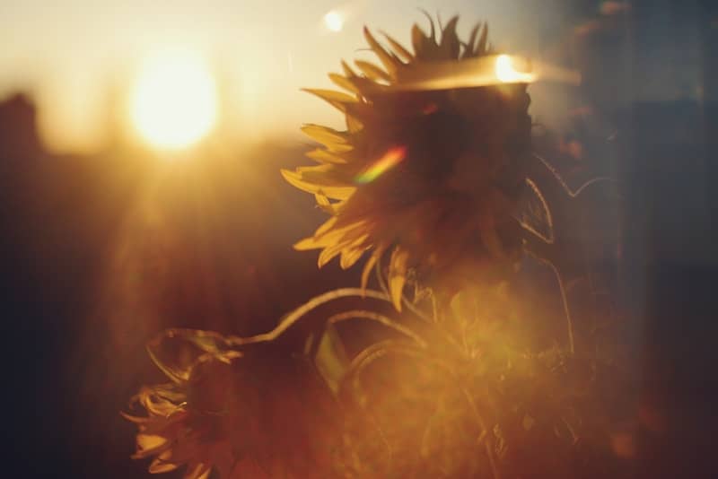 Sunflower silhouetted against a golden sunset