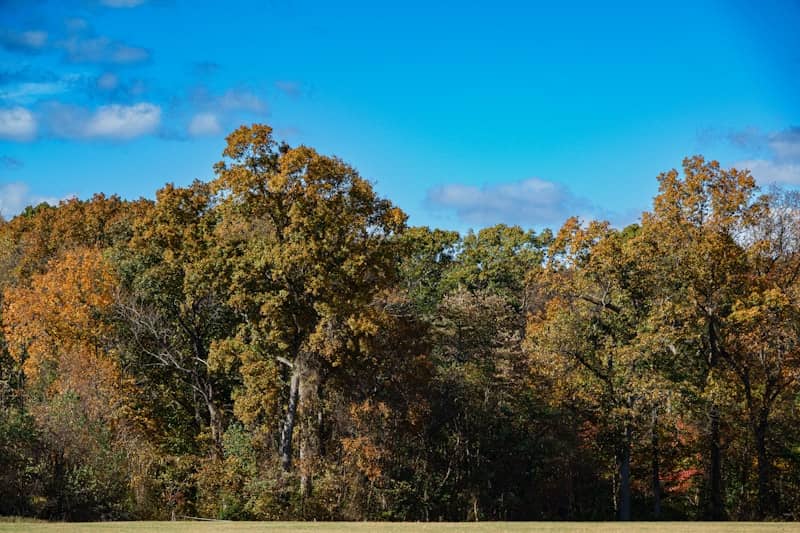 Autumn trees under a bright blue sky