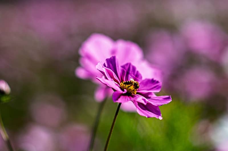 A bee collects pollen from a vibrant pink flower.