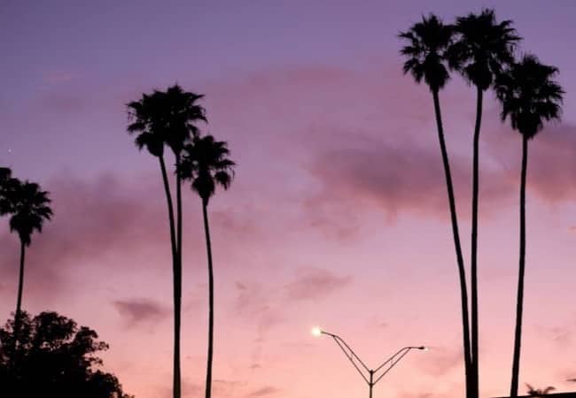 Palm trees are silhouetted against a colorful sunset.